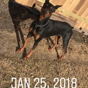 Meet your Posher, Jayme